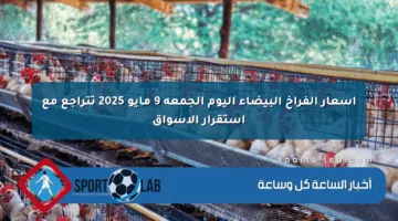 أسعار الفراخ البيضاء اليوم الجمعة 9 مايو 2025 تتراجع مع استقرار الأسواق